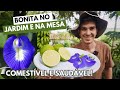 COMO PLANTAR e UTILIZAR o feijão borboleta, clitória ou cunhã | Antidepressivo e anti ansiedade