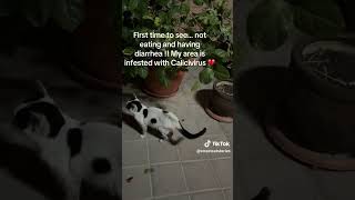 #ProtectAnimals #UAEAnimals #CatRescueUAE