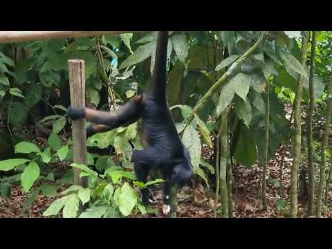 White-fronted spider monkeys