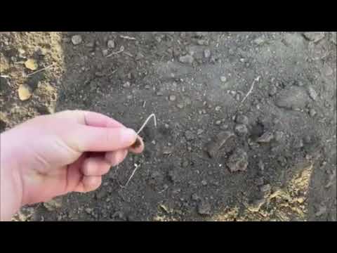 Культиватор навівсний КН 3,8-3 ряди ресорних стійок, видео 1