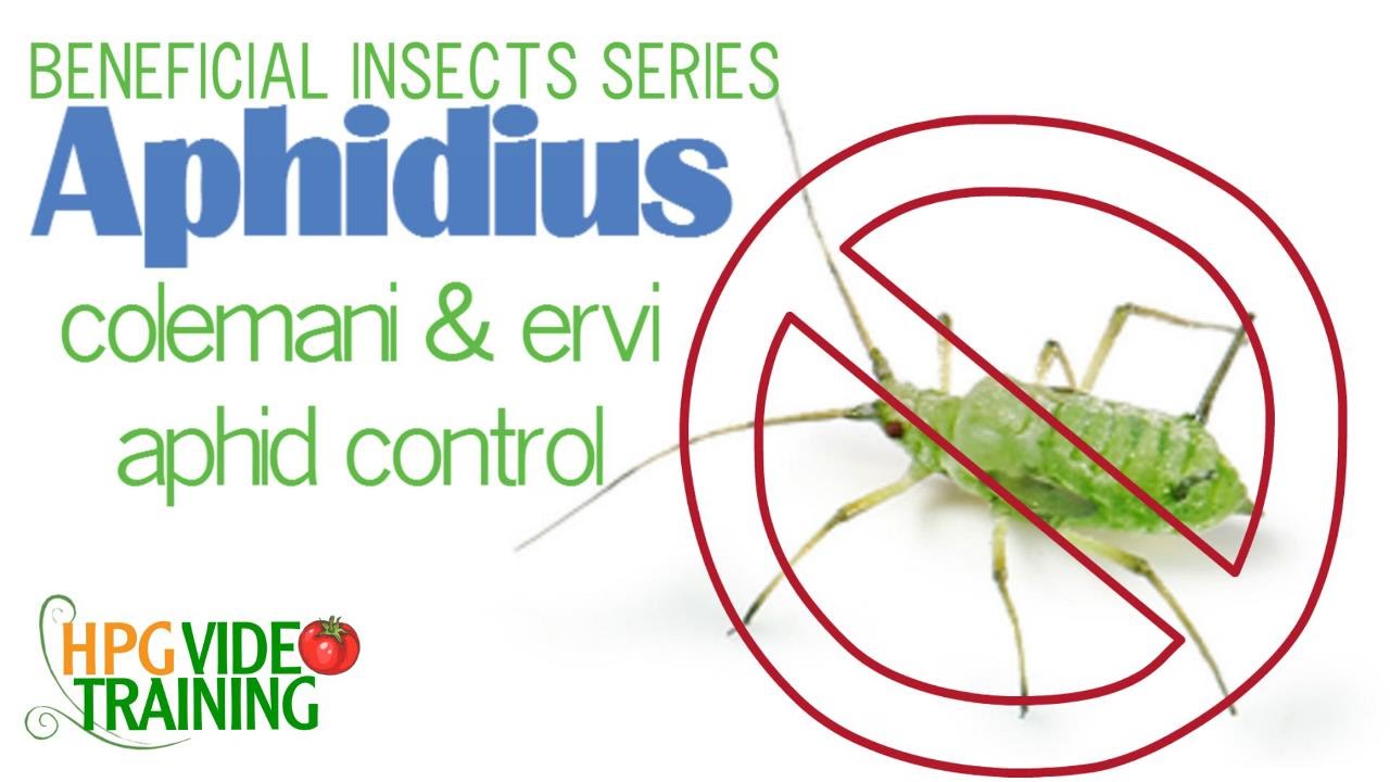 Aphidius Parastic Wasp Aphid Control Beneficial Insects Series 2