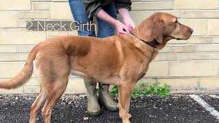 How To Measure A Dog For A Coat? Tail Blazers High Quality Dog Drying Coat, Raincoat.