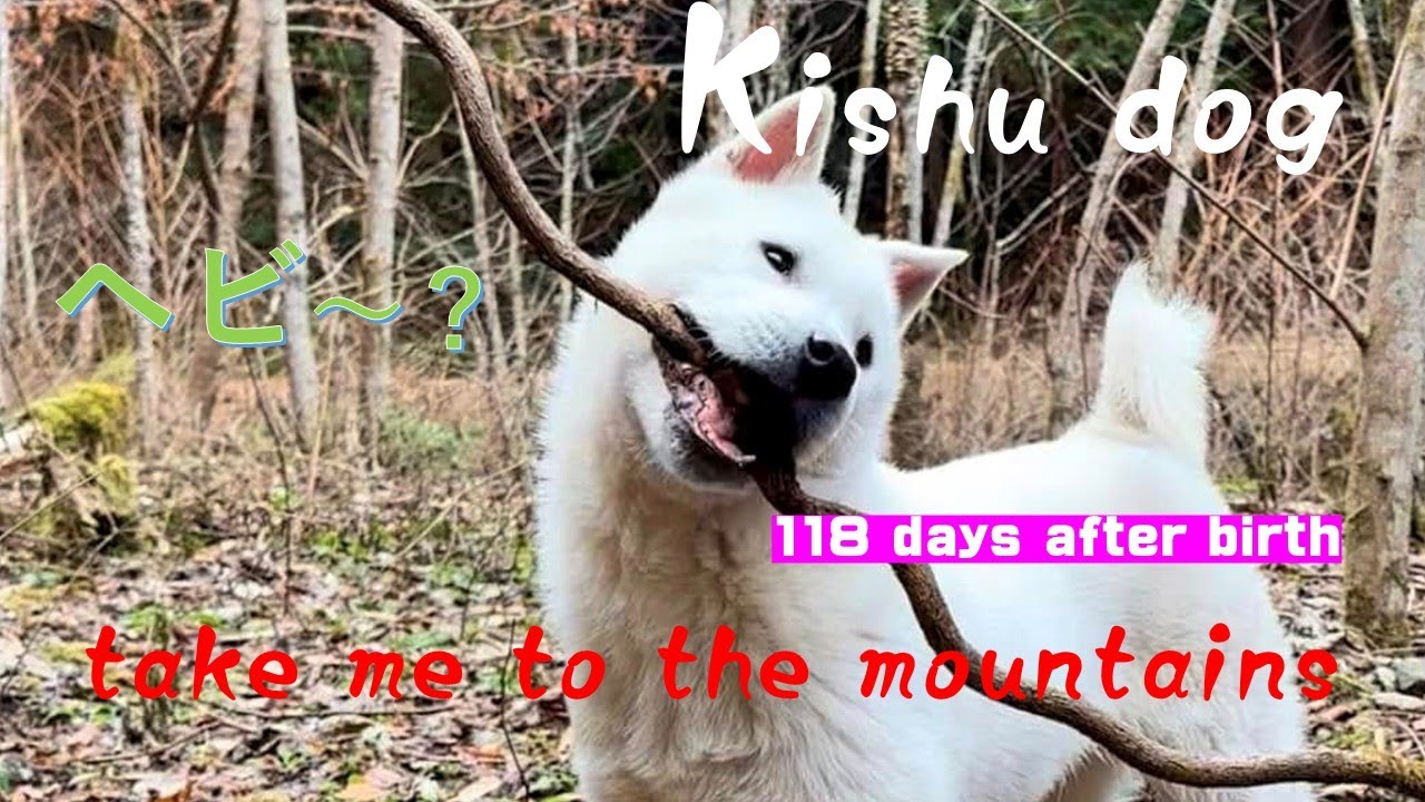 ヤンチャ盛り生後118日の紀州犬（Kishu dog 118 days old）【Samurai