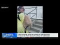 Salem animal shelter takes in dozens of dogs evacuated from Alabama due to Hurricane Isaias