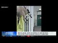 Salem animal shelter takes in dozens of dogs evacuated from Alabama due to Hurricane Isaias