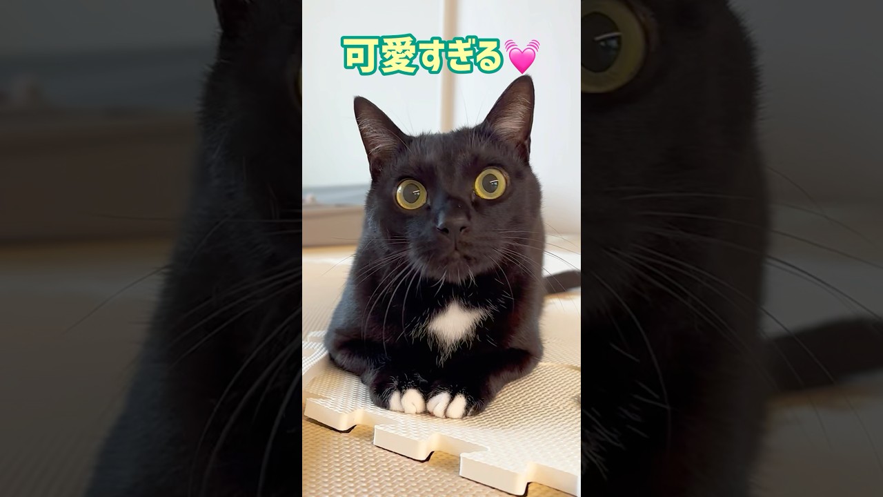 まんまるお目目💓 #保護猫 #黒猫 #cat - YouTube