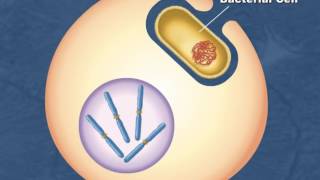 Horizontal gene transfer [HD Animation]