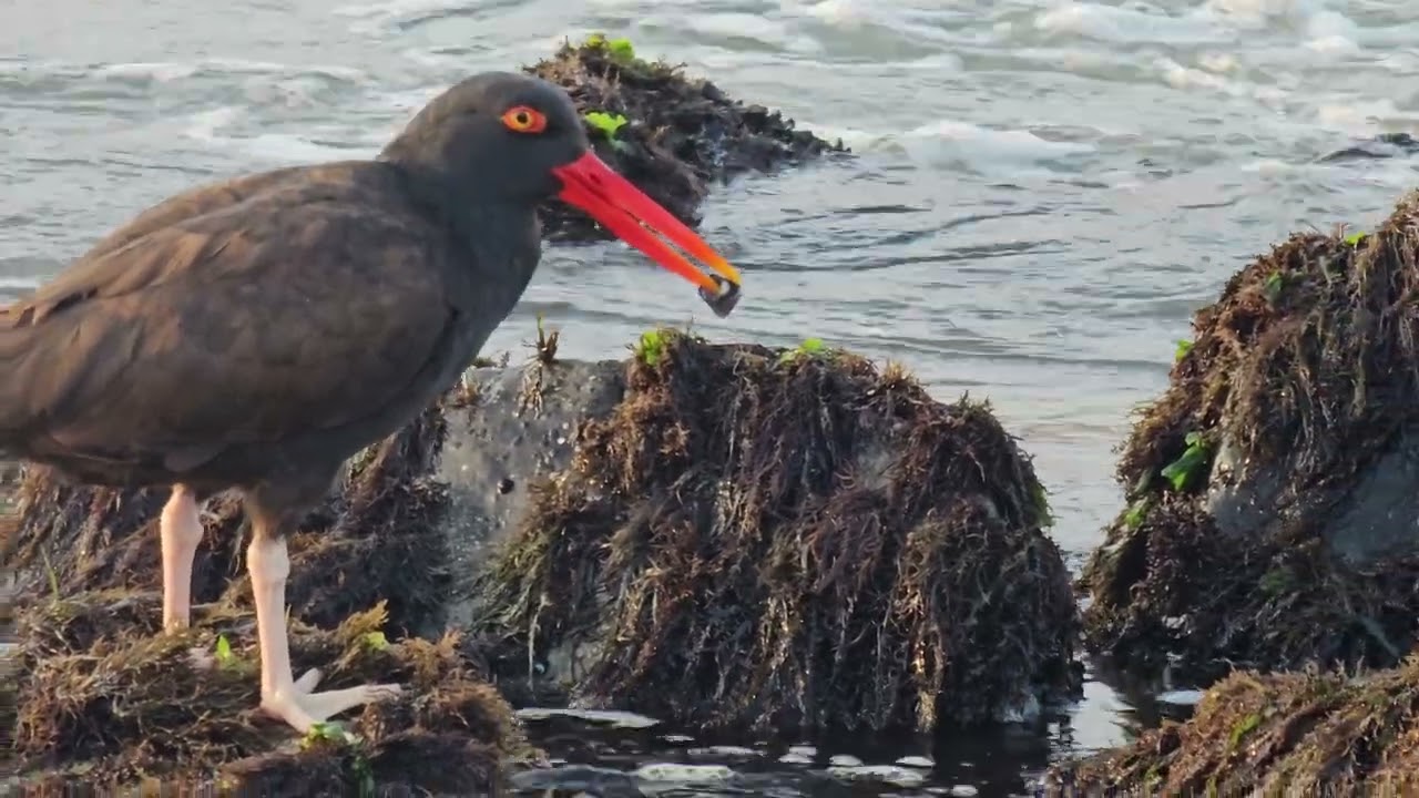 Ostrero Americano 4K - Punta Negra