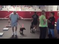 Jogging warmup before dog training class