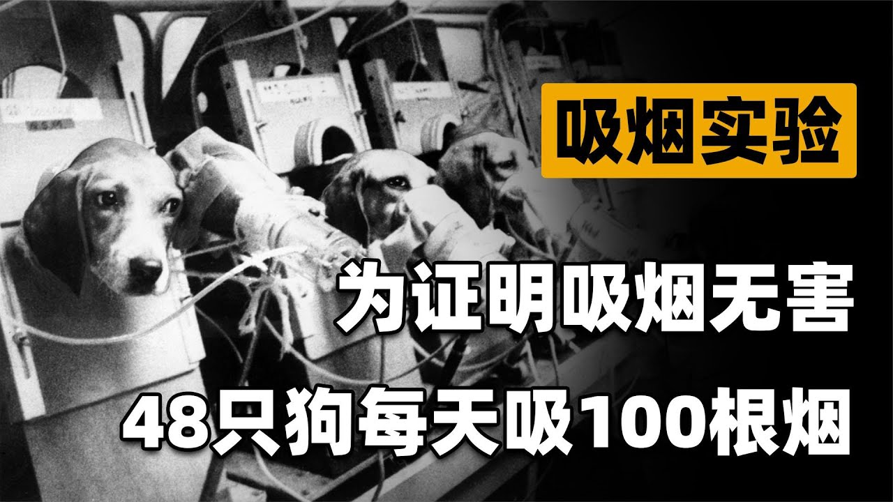 吸烟真的有害健康吗？英国公司让48只实验犬，每天吸100支烟
