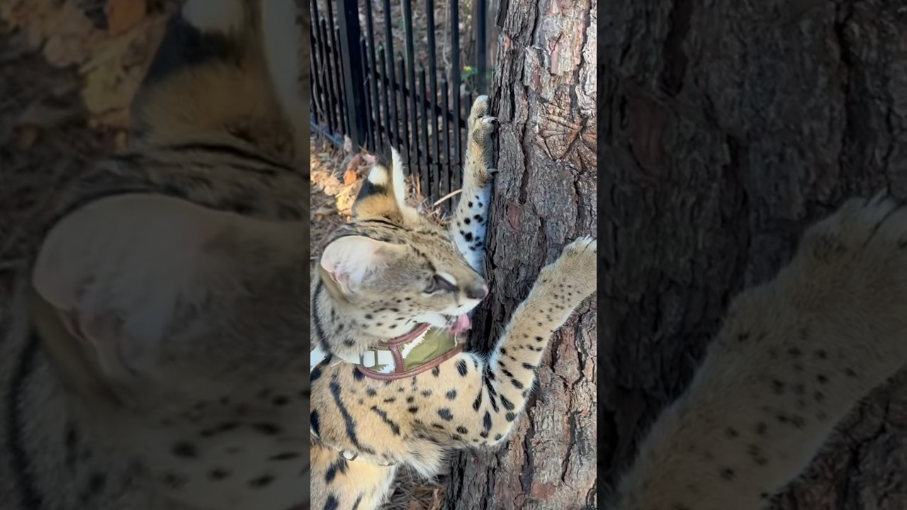 Serval Cat eats a pine Tree 