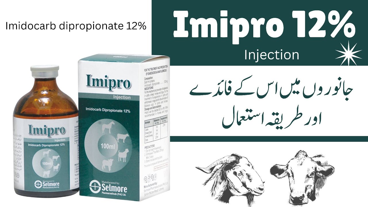 Imipro Injection Uses | Imidocarb Propionate | Babesiosis Treatment in Cattle & Goat