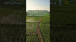 Satu ekor tikus sawah bisa beranak sampai ratusan dalam setahun, ini bahayanya 🐀🌾' Satu ekor tikus sawah bisa beranak sampai ratusan dalam setahun, ini bahayanya 🐀🌾'