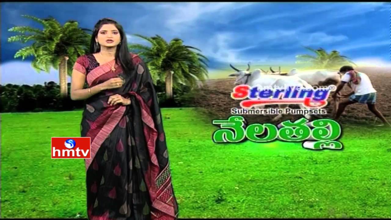 Natural Farming by Suman | Hydroponics | Brinjal Cultivation | Neela Talli | 26-02-16 | HMTV