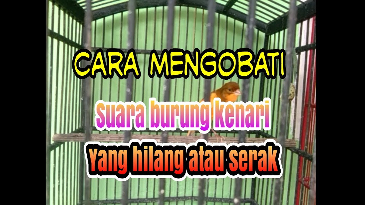 Cara mengobati suara kenari yang hilang atau serak || 2 hari sudah ada
