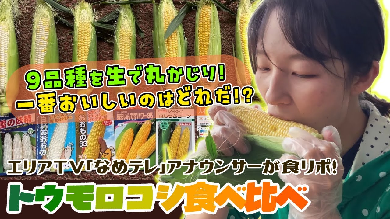 トウモロコシ Over 19 Degrees Brix! Which Corn Variety Is Delicious to Eat Raw