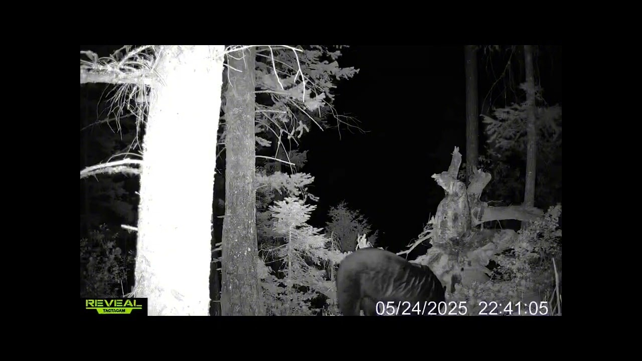 Bear Baiting Idaho 2025