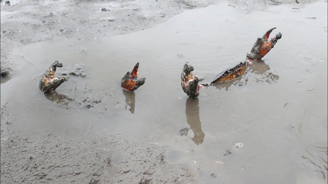 Rainy Day Solo Adventure - Catching Giant Mud Crabs in the Sea - YouTube