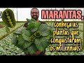 AULÃO DAS MARANTAS - As PLANTAS que conquistaram os millennials - Marantaceae