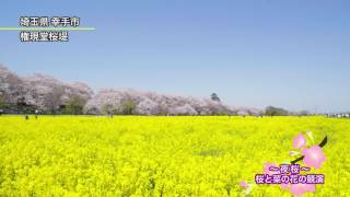 〜夜桜〜　桜と菜の花の競演