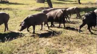 Cerdos Ibéricos En La Dehesa By Evootrade