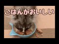 子猫がご飯を食べる姿が可愛い…