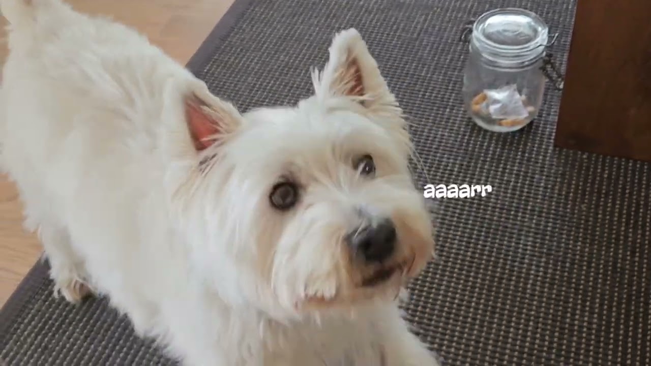 My dog and I had a very good conversation