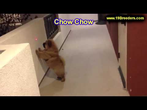 chow-chow,-puppies,-for,-sale,-in,-boise-city,-idaho,-id,-rexburg,-post-falls,-lewiston,-twin-falls