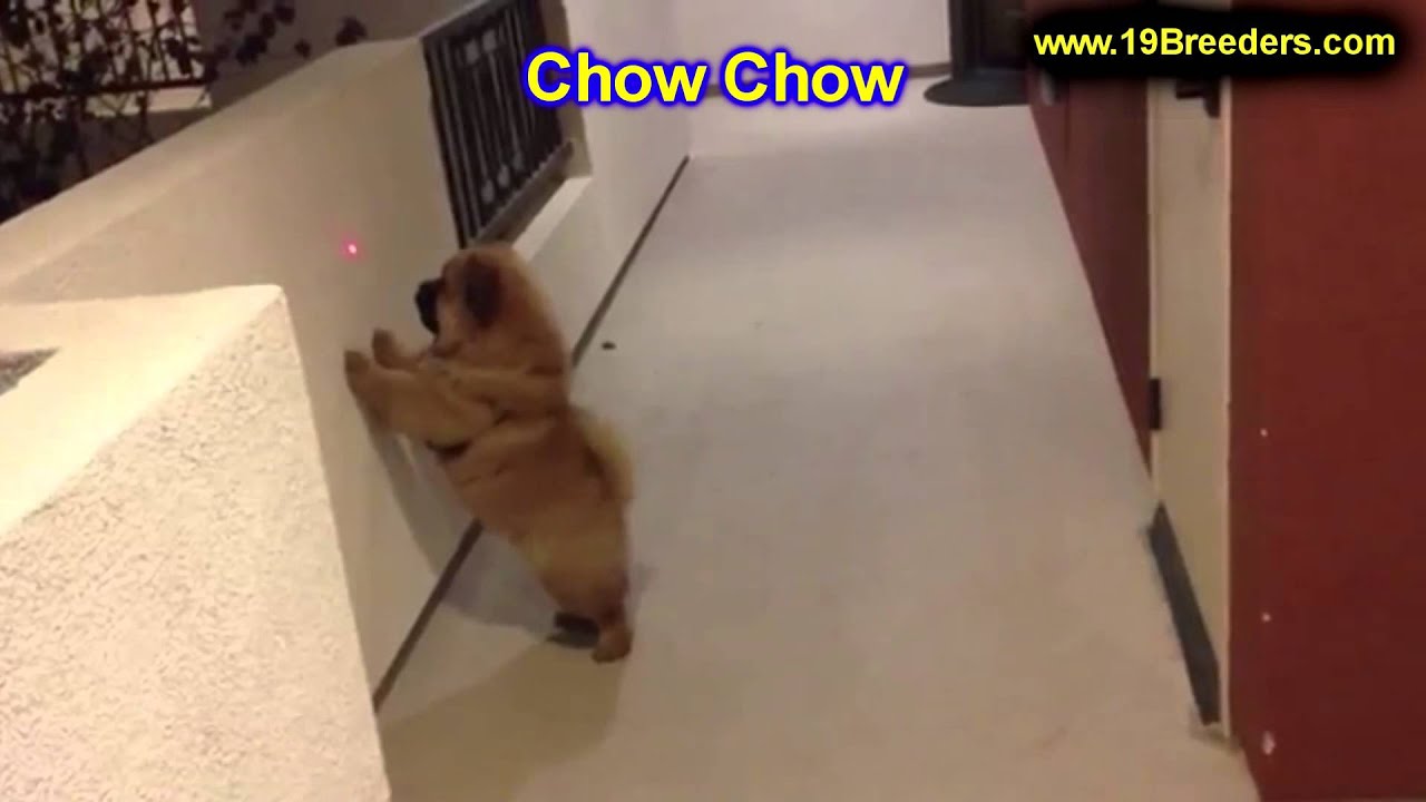 Chow Chow, Puppies, For, Sale, In, Boise City, Idaho, ID, Rexburg, Post