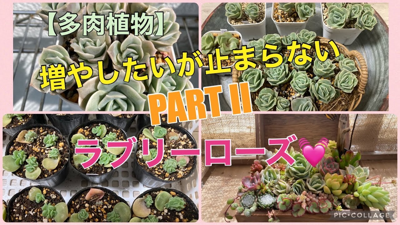 多肉植物】ラブリーローズを増やす💓 2023.5.8 - YouTube 多肉植物】ラブリーローズを増やす💓 2023.5.8 - YouTube
