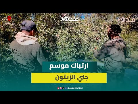 سوء تدبير وزارة الفلاحة يربك موسم جني الزيتون ببني ملال 