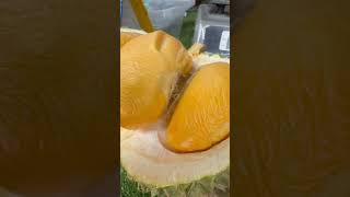 O Chee Durian or Black Thorn Durian Malaysia Top 3 durian