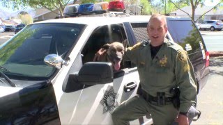K9 Nicky is Back on Duty!