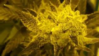 Breeding and Pollinating for Feminized Cannabis Seed. Two Techniques are explained