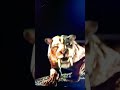All a smilodon!!! keep! Jumpscare!!