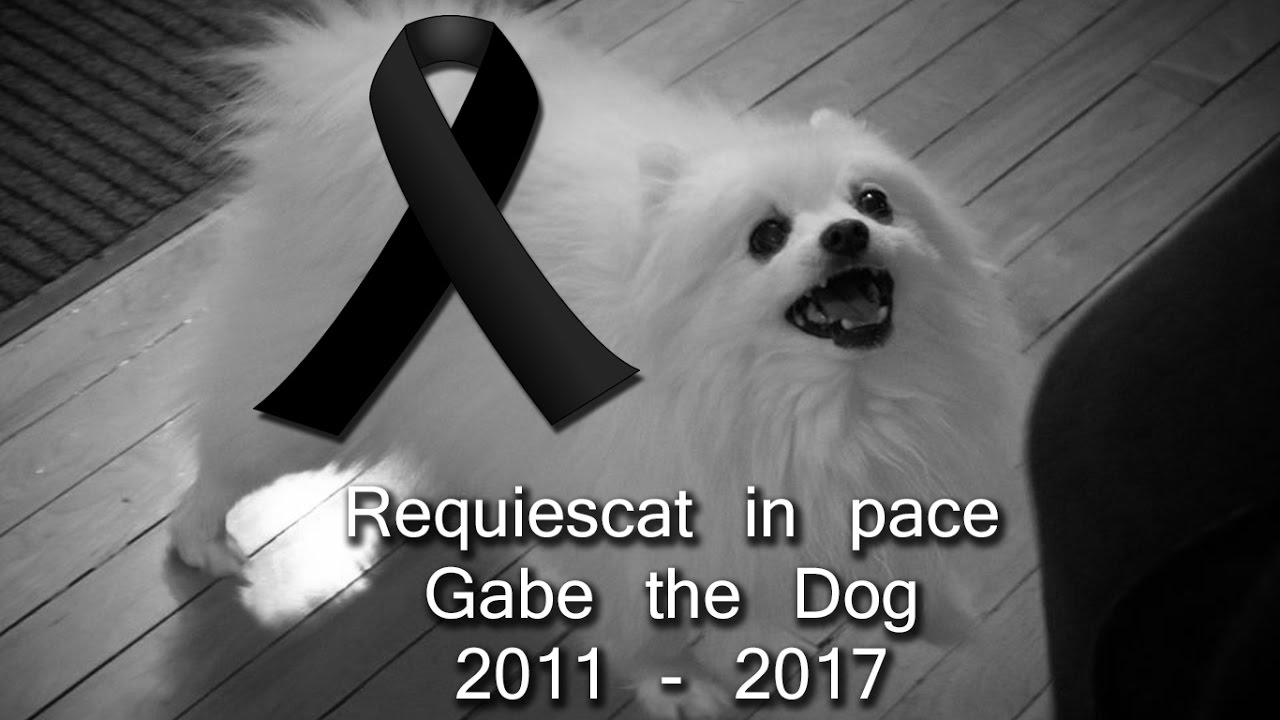 Here's to you, Gabe the Dog (Tribute to Gabe the Dog) YouTube