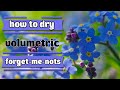 how to dry flowers volumetrically?forget-me-nots