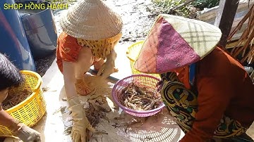 ⭐TÔM CÀNG XANH CÀ MAU TƯƠI SỐNG