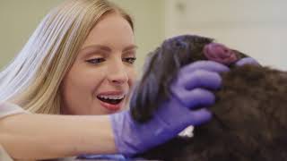 Caitlin Fuerst, Veterinary Specialist, DVM, DACVIM