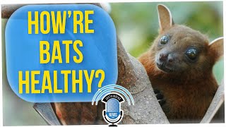 Why Bats Don't Get Sick From the Viruses They Carry (ft. Tim Chantarangsu)