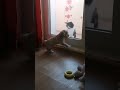 Это первый день Асюты дома, тут ей 1,5 месяца #щенок #собака #спаниель #кокерспаниэль #кот