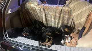 Best Vaccine for dog||precautions and point to consider during vaccination of puppy screenshot 2