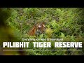 Whats inside this jungle  tiger attack  pilibhit tiger reserve  chuka beach  sk vlogs 