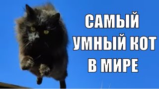 Самый умный кот в мире за всю историю планеты The smartest cat in the world