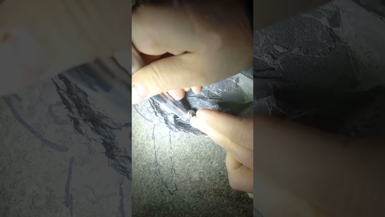 Fossil Preparation | Devonian Fish (Pterichthyodes milleri)