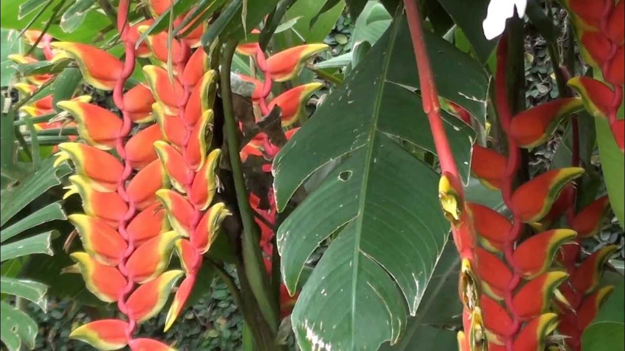 HELICONIA (HELICÔNIA), BANANEIRA DO BREJO, CAETÉ, Passo a passo, clicar no  link do final do vídeo. - thptnganamst.edu.vn