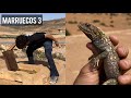 Parte 3 buscando animales en marruecos  en busca de la cobra