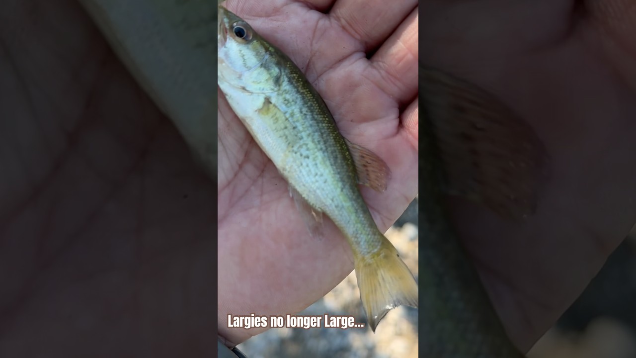 Largies no longer Large! 😡😔 