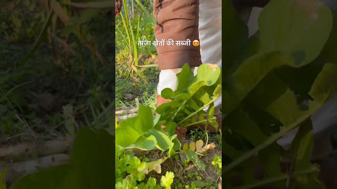 गांव में मेरे खेत 😍 