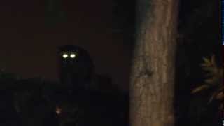 Demons In My Tree! by Sootikins 949 views 10 years ago 59 seconds